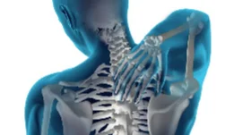 Illustration of the neck and spine