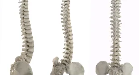 Models of the spine