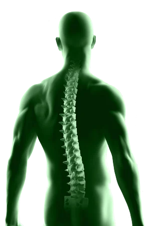 Illustration of the human back and spine