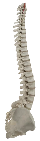 Model of the human spine
